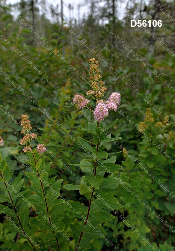 Spiraea alba